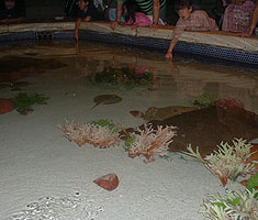 Shark Reef im Mandala Bay